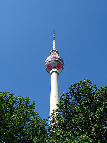 Fernsehturm und Bäume Foto 