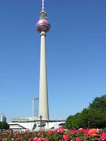 Fotos Fernsehturm und Rosen