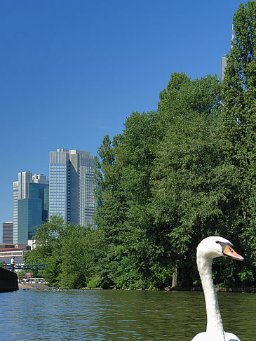 Fotos Main mit Schwan | Frankfurt am Main