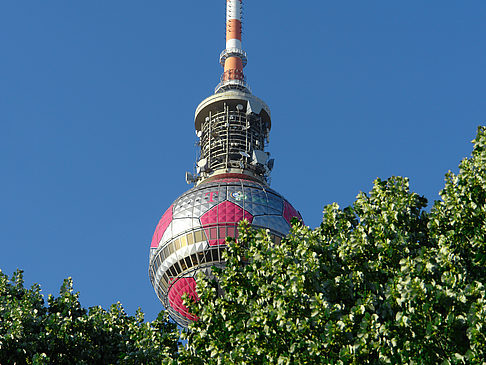 Fernsehturm und Bäume Foto 