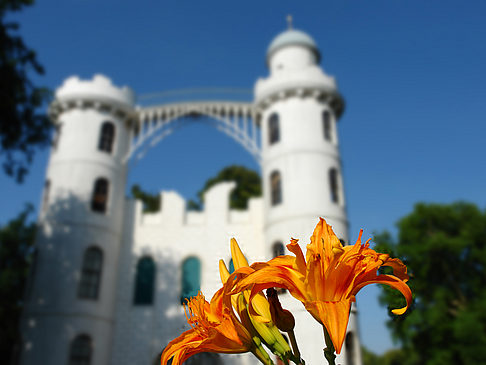 Foto Blumen auf der Pfaueninsel