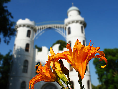 Blumen auf der Pfaueninsel