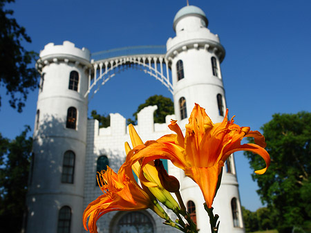 Foto Blumen auf der Pfaueninsel