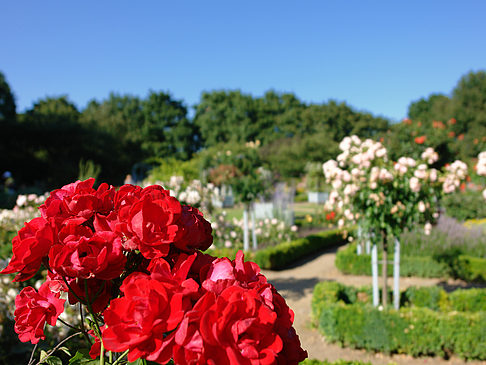 Planten un Blomen - Rosengarten Foto 