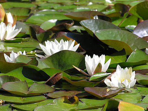 Planten un Blomen - Wasserkaskaden Foto 