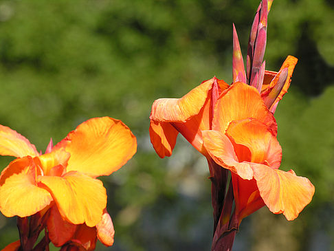 Foto Planten un Blomen - Wiese am Parksee - Hamburg