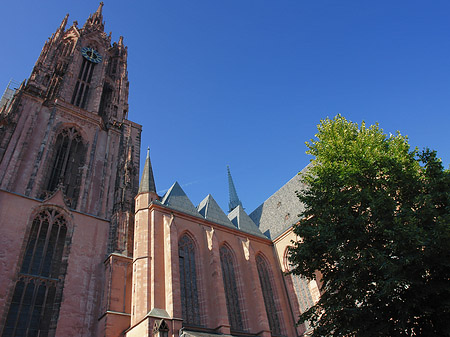 Kaiserdom St. Bartholomäus mit Baum Fotos