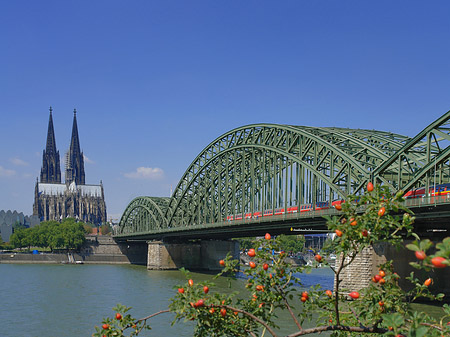 Foto Strauch vor Hohenzollernbrücke